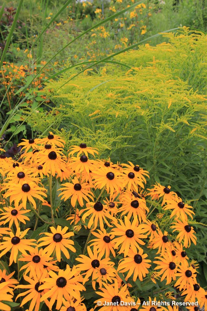 Rudbeckia 'Goldsturm' & Solidago