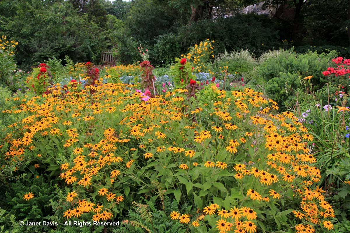 Rudbeckia 'Goldsturm'-Spadina House