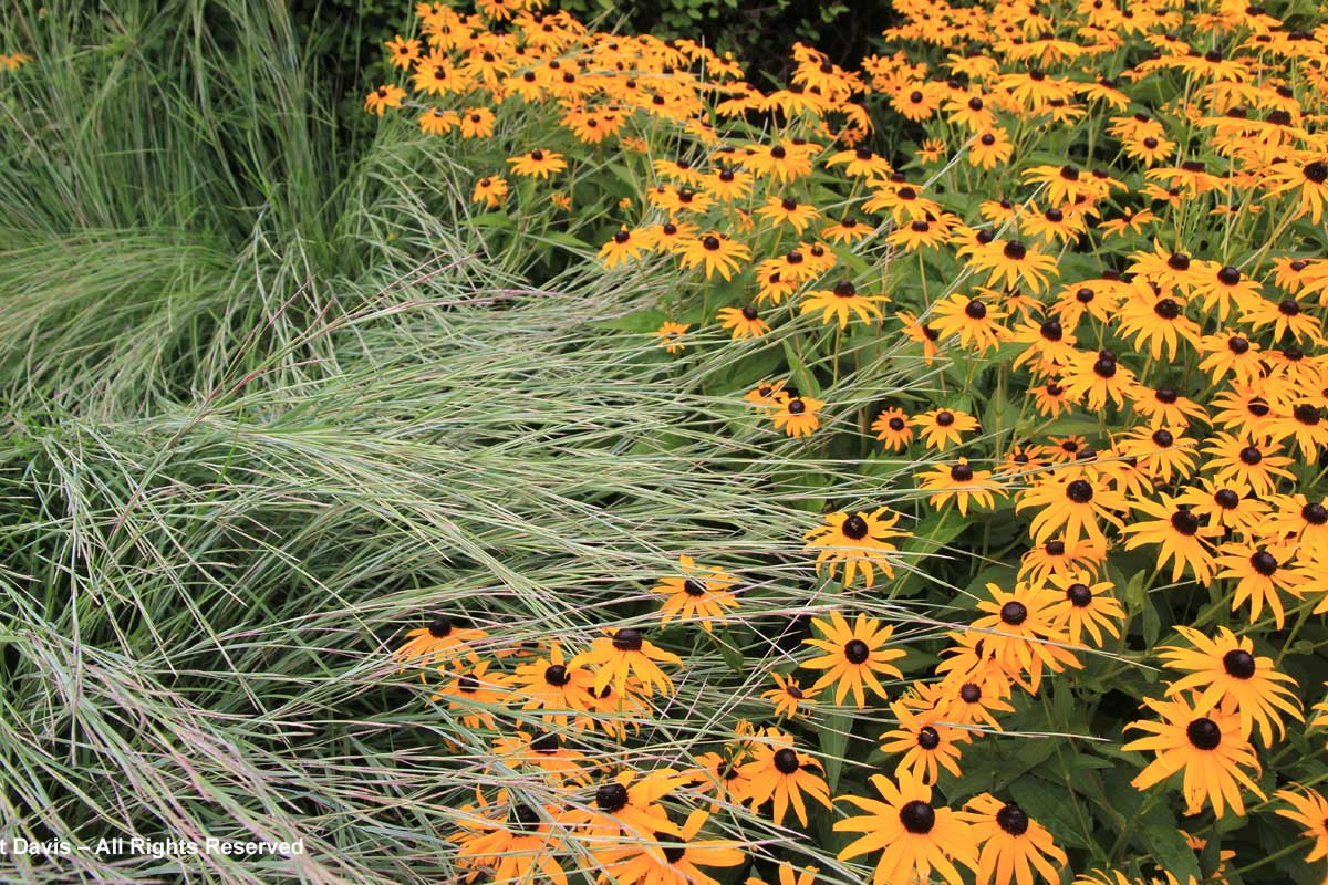 Rudbeckia 'Goldsturm' & little bluestem