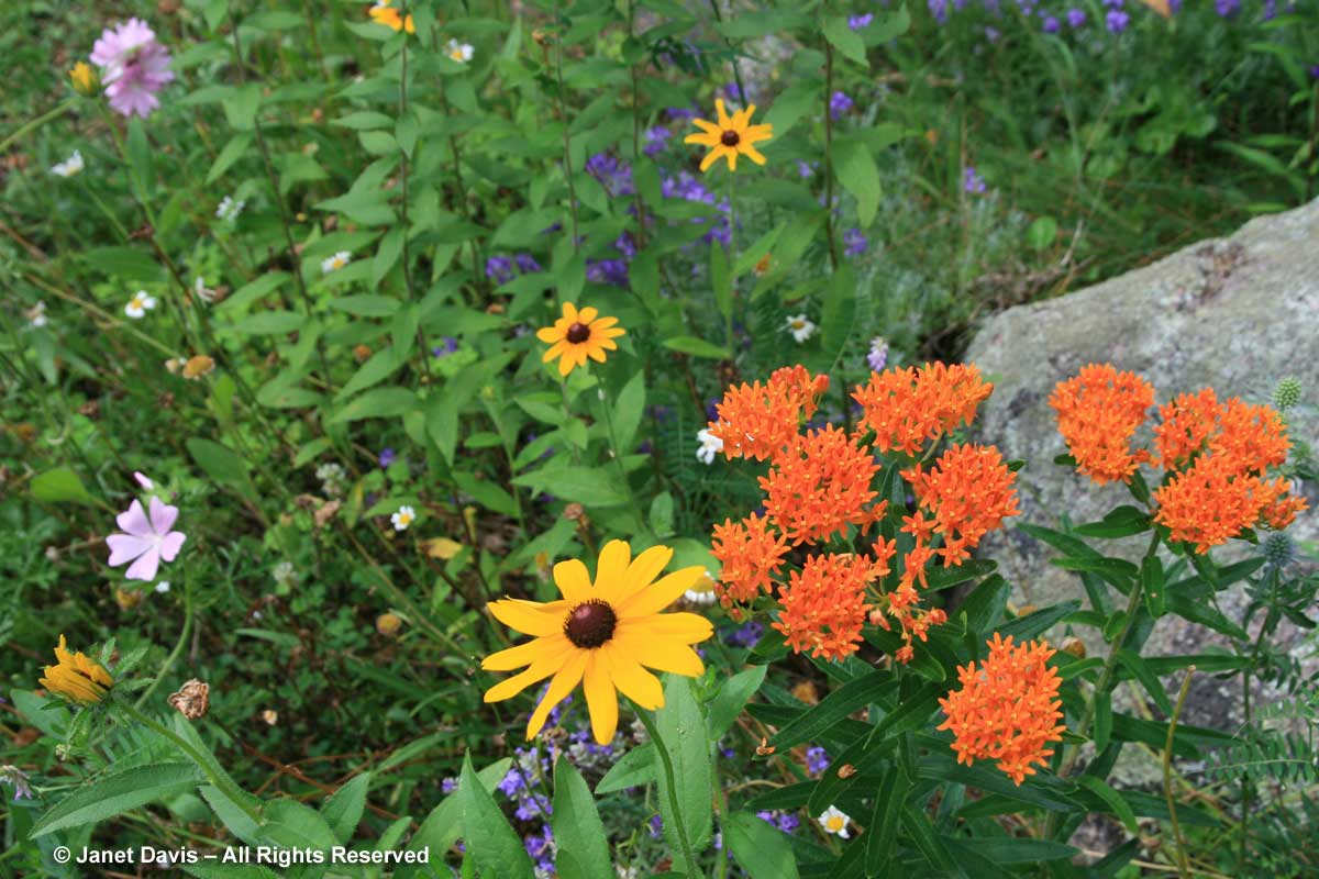 Rudbeckia hirta & Asclepias tuberosa