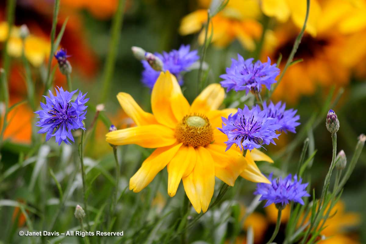 Rudbeckia hirta 'Irish Eyes' & Centaurea cyanus-closeup