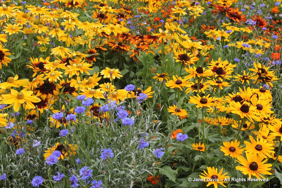 Rudbeckia hirta - gloriosa daisies - & Centaurea cyanus