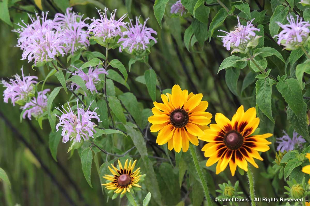 Rudbeckia hirta & Monarda fistulosa