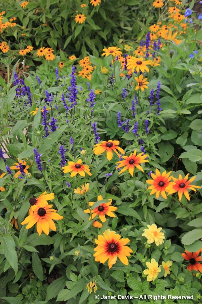 Rudbeckia hirta & Salvia farinacea