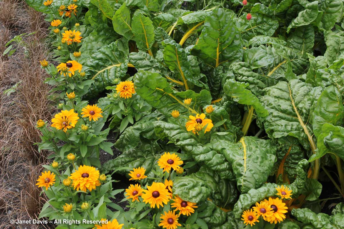 Rudbeckia hirta 'Toto' & Swiss chard & carex