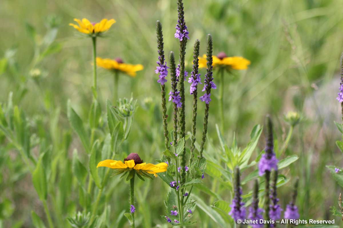 Rudbeckia hirta & Verbena stricta