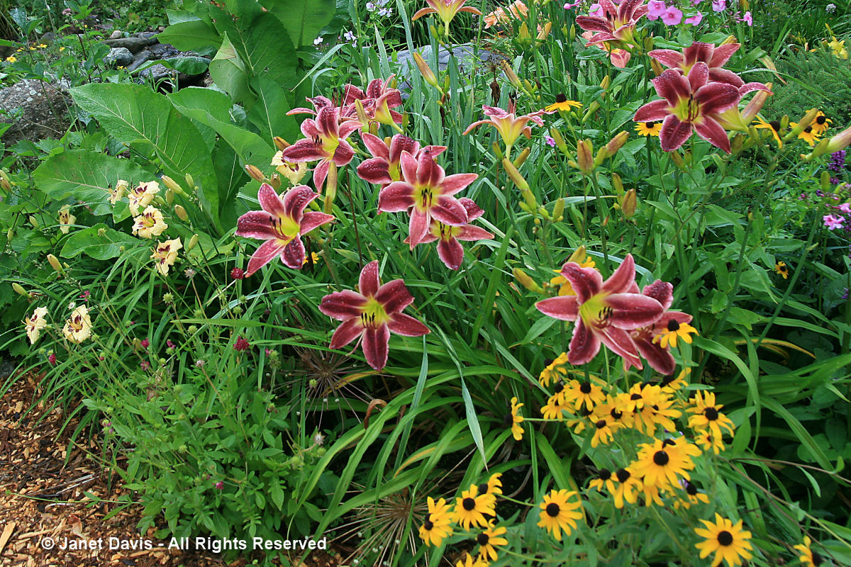 Rudbeckia 'Goldsturm' & Hemerocallis