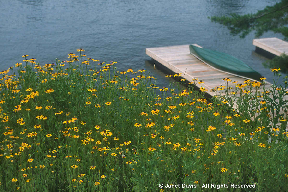 Rudbeckia hirta-Lake Muskoka