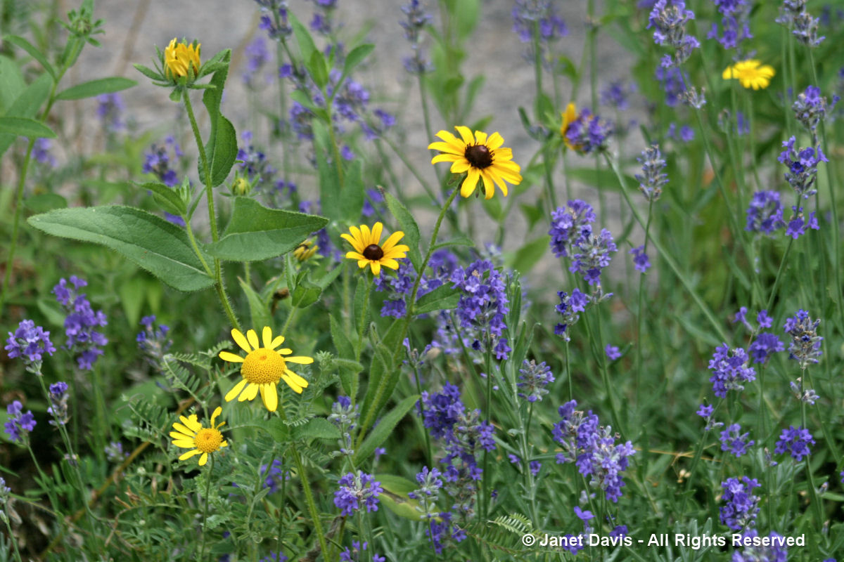 Rudbeckia hirta & Lavandula angustifolia