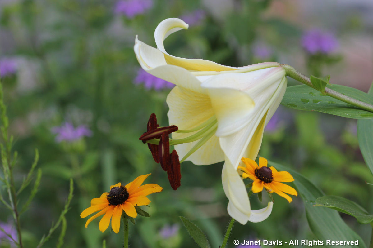 Rudbeckia hirta & Lilium