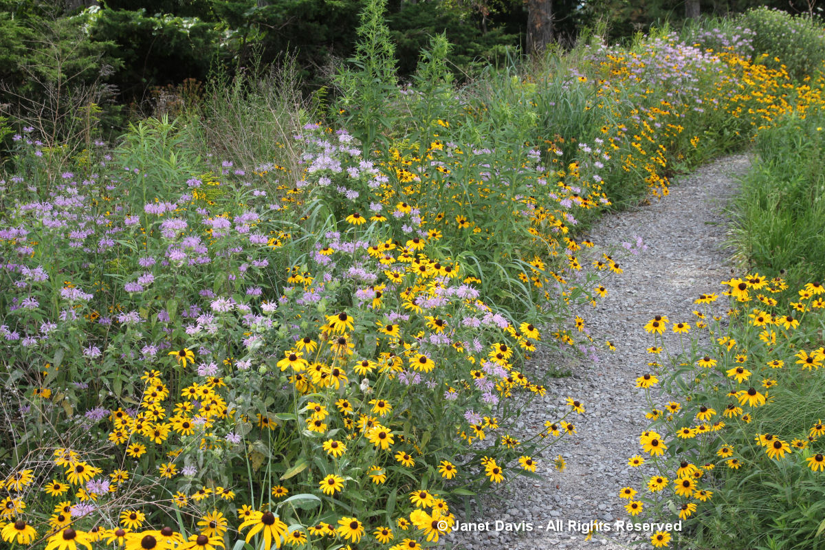 Rudbeckia hirta & Monarda fistulosa-Niagara-Legacy Prairie