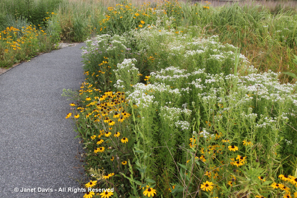 Rudbeckia hirta & Pycnanthemum virginianum - Legacy Prairie - Niagara Botanical Garden