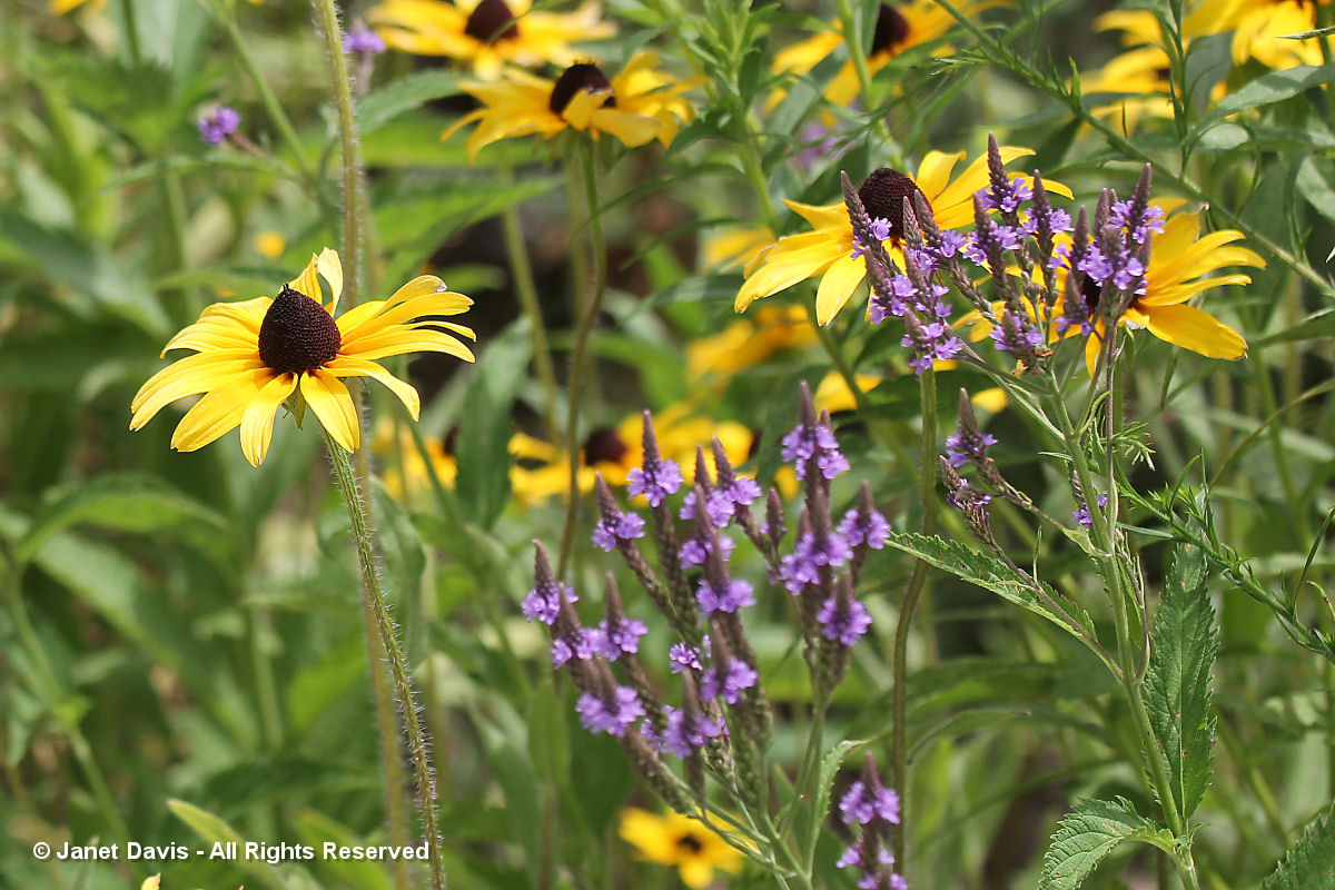 Rudbeckia hirta & Verbena hastata-Niagara-Legacy Prairie