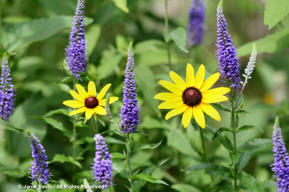 Rudbeckia hirta & Veronica 'Darwin's Blue'