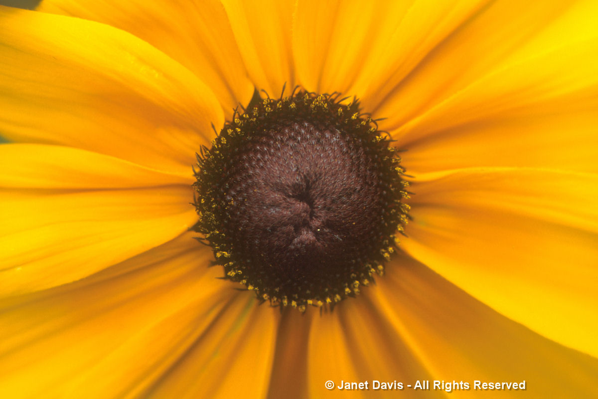 Rudbeckia hirta closeup