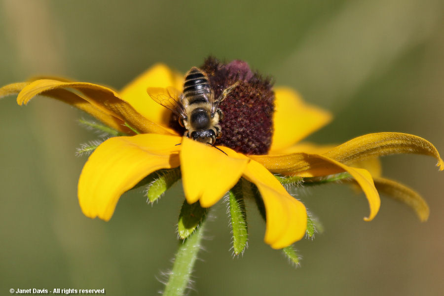 Rudbeckia hirta - leafcutter bee