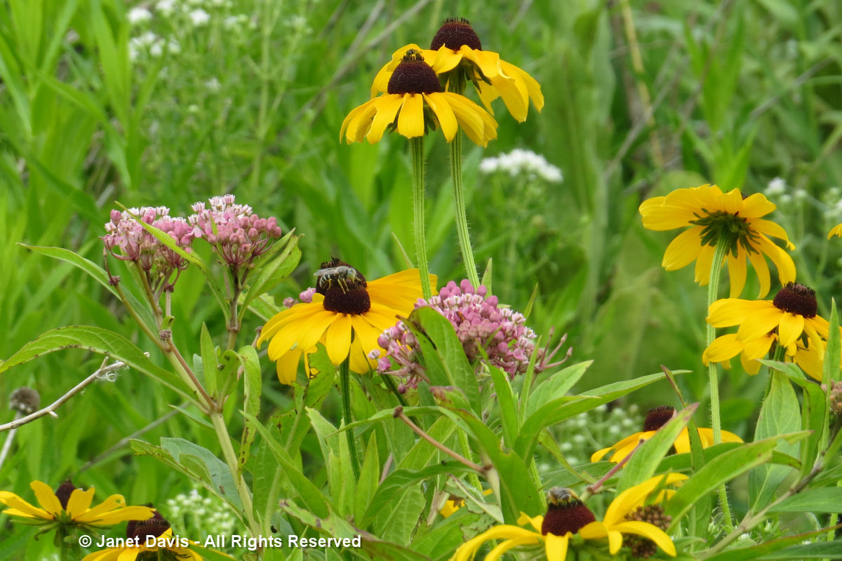 Rudbeckia hirta2 & Asclepias incarnata