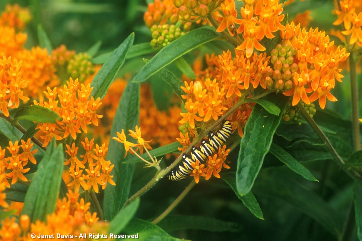 Asclepias tuberosa-Monarch caterpillar
