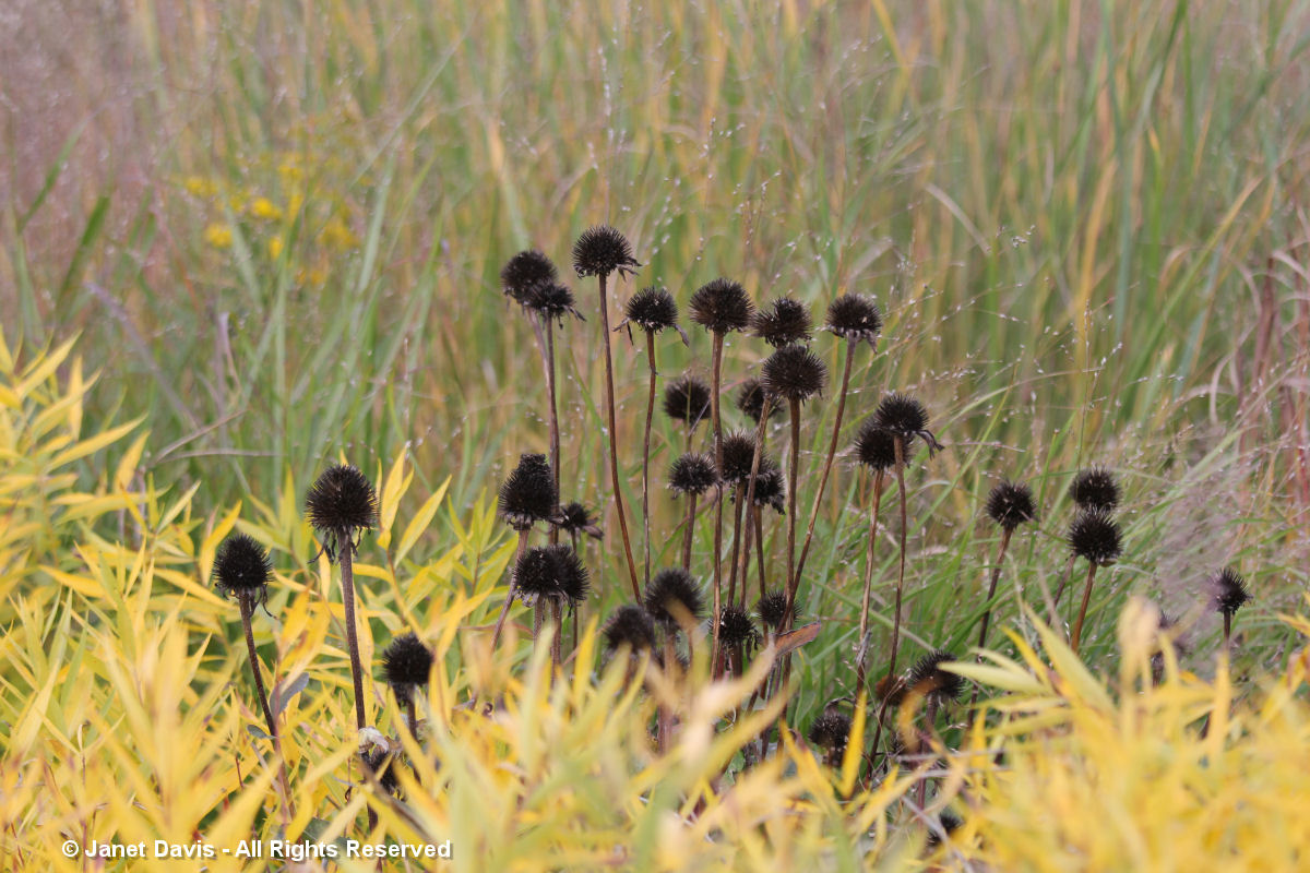 Black Seedheads-Echinacea & Amsonia