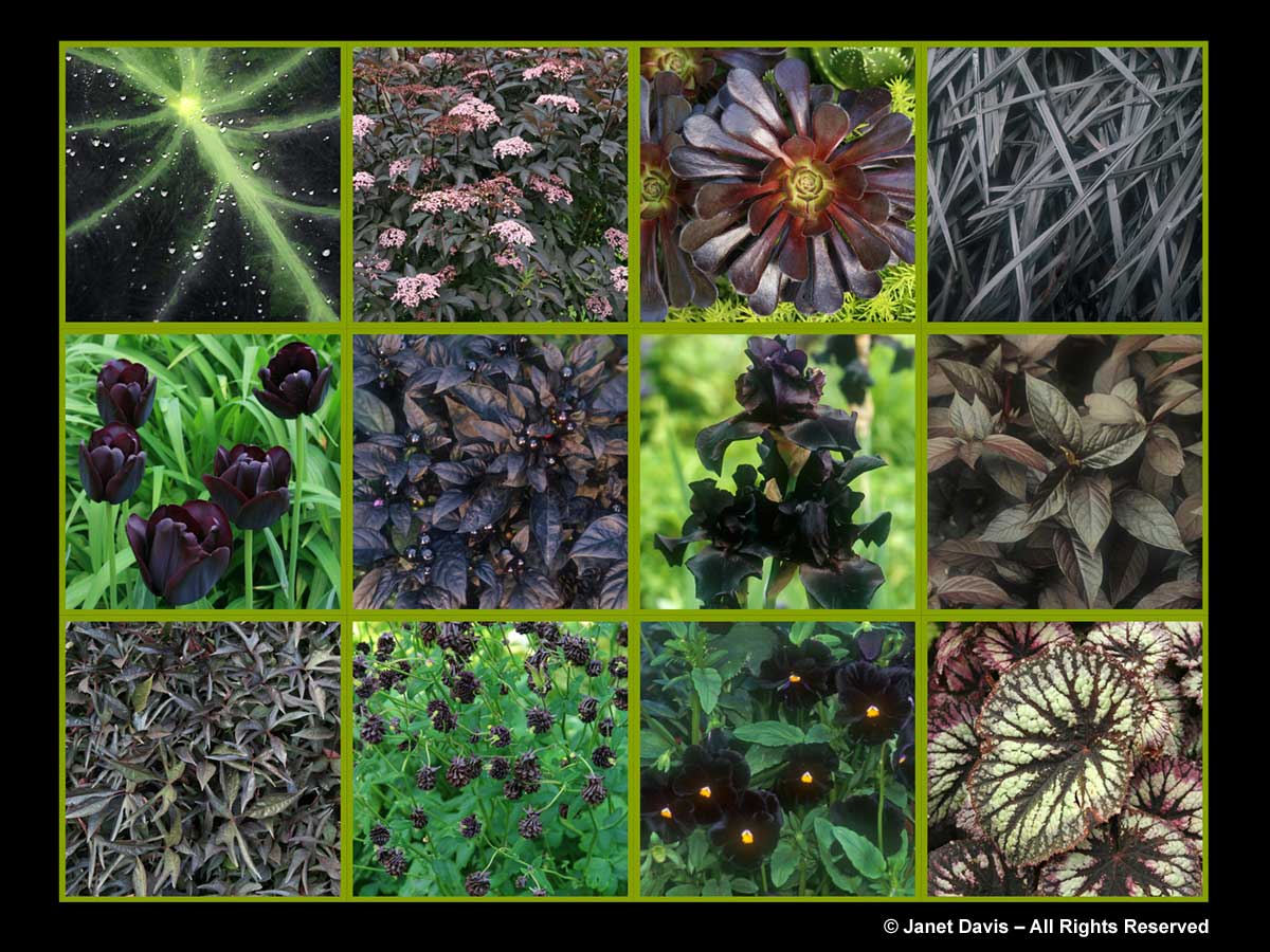 Black flowers & leaves-The Paintbox Garden