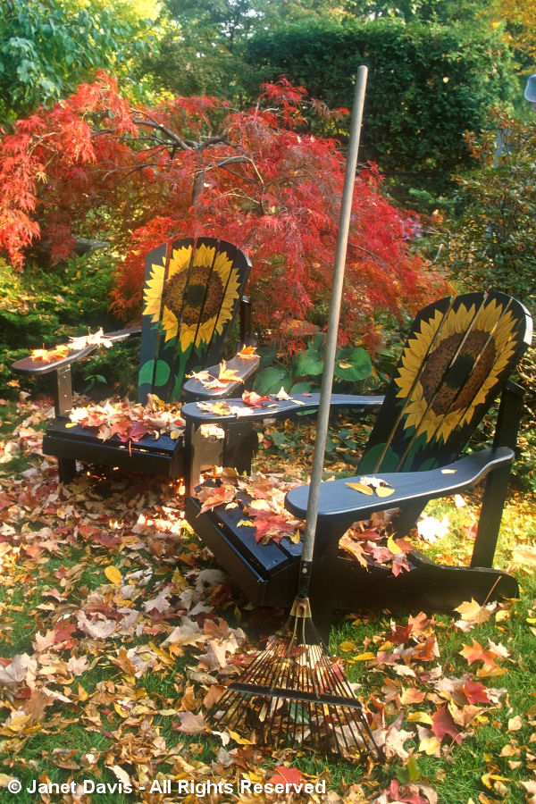 Chairs-Muskoka-Adirondack Style