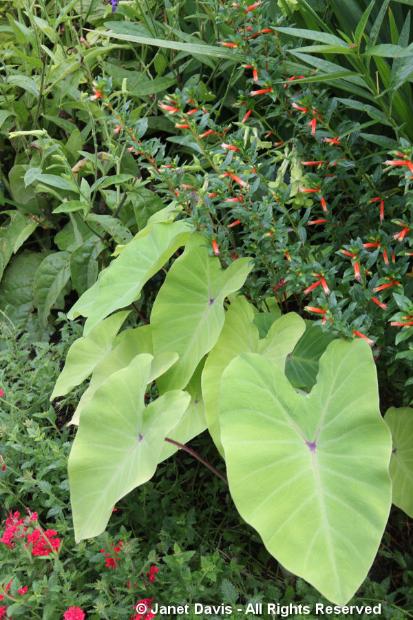 Conservatory Garden-Colocasia & Cuphea 'David Verity'