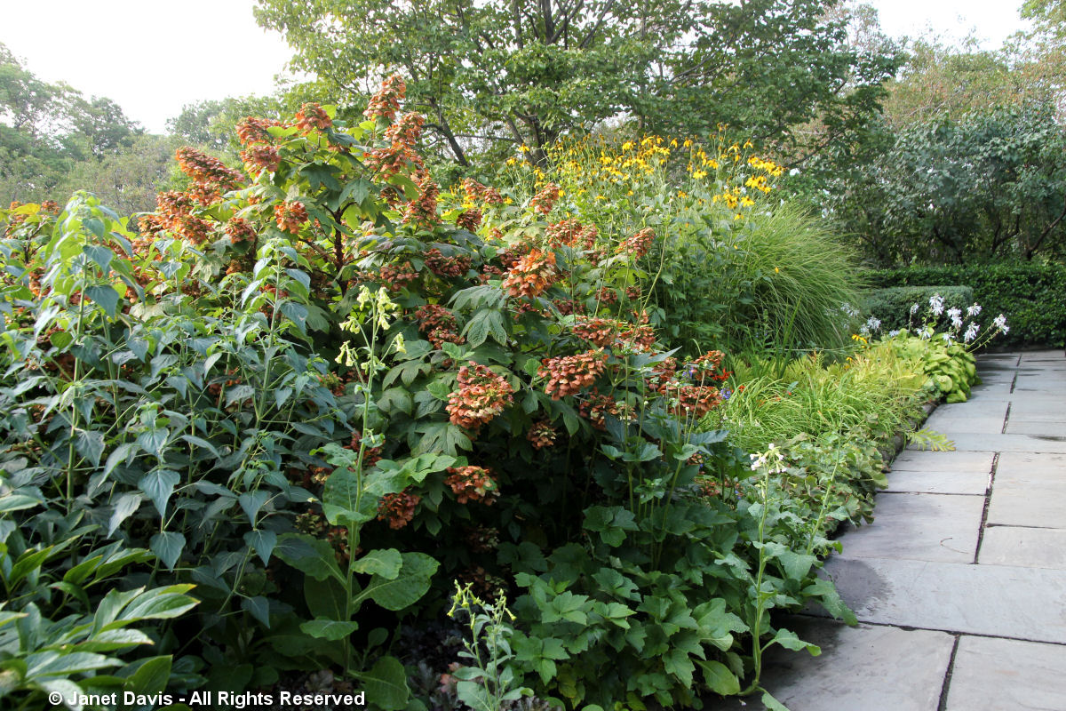 Conservatory Garden-Oakleaf Hydrangea