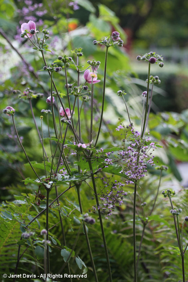 Conservatory Garden-Thalictrum & Anemone