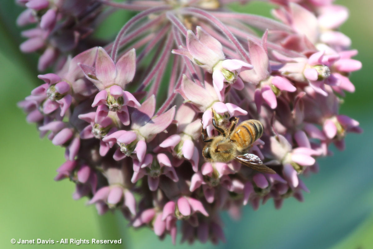 Milkweed-Honey Bee