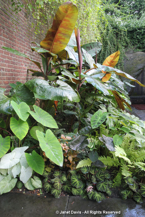 Tropical plants-Conservatory Garden