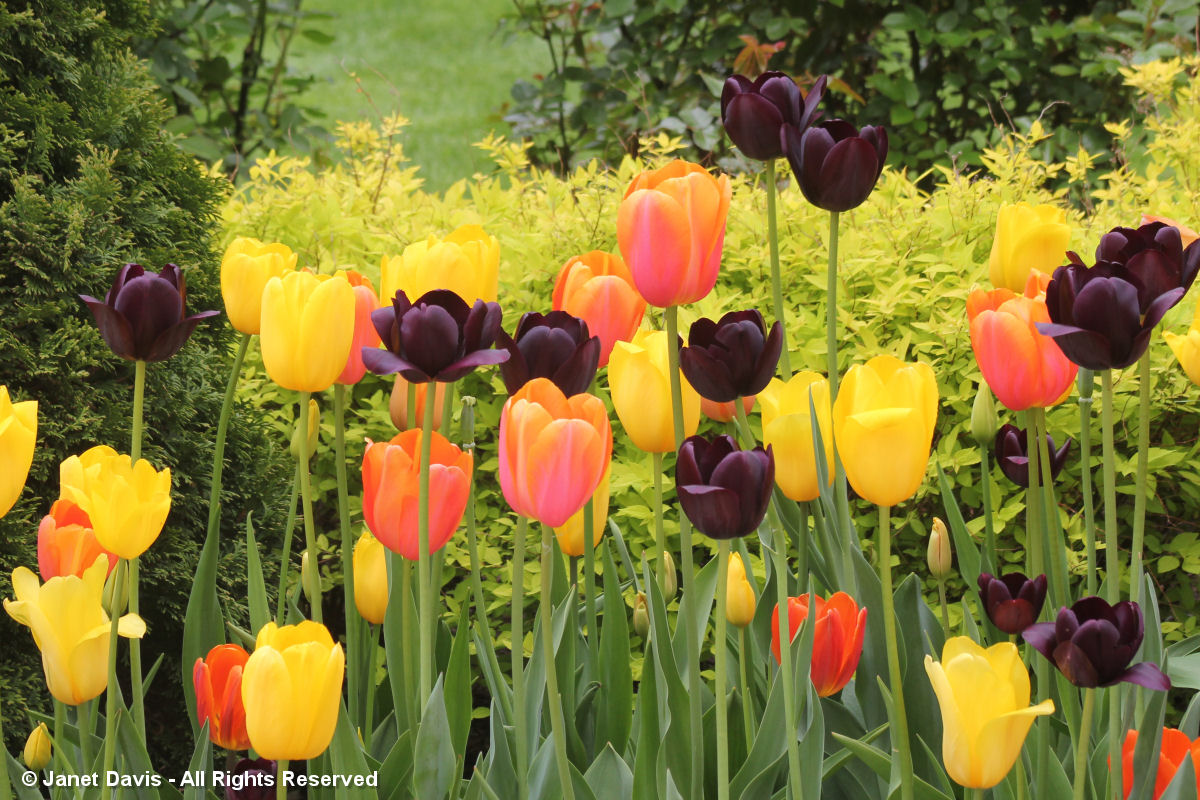 Tulipa ''Queen of Night' & yelllow-orange tulips