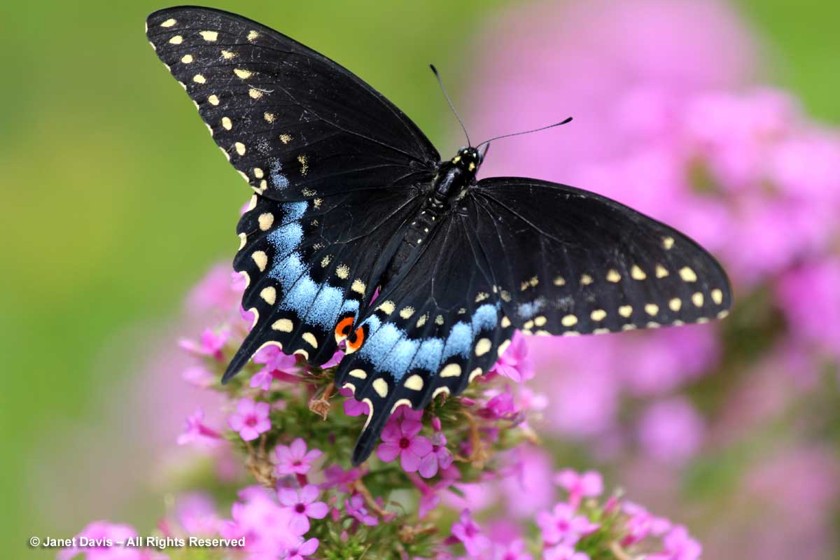 NYBG-Black Swallowtail on Phlox paniculata 'Jeana'