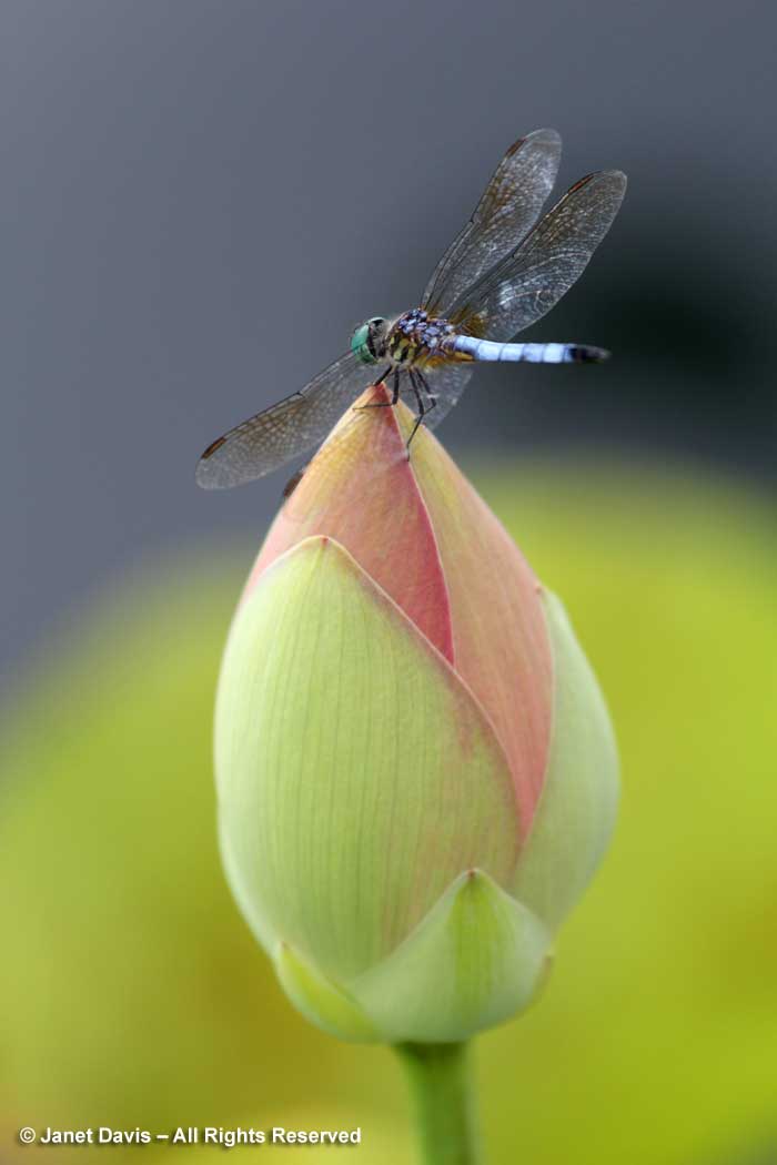 NYBG-Dragonfly