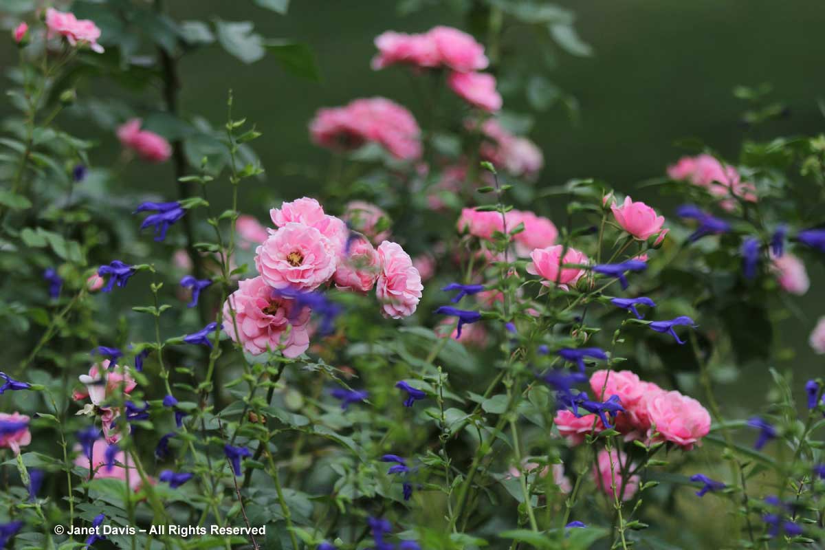 NYBG-Jane Watson Irwin Perennial Garden-Rose & Salvia guaranitica
