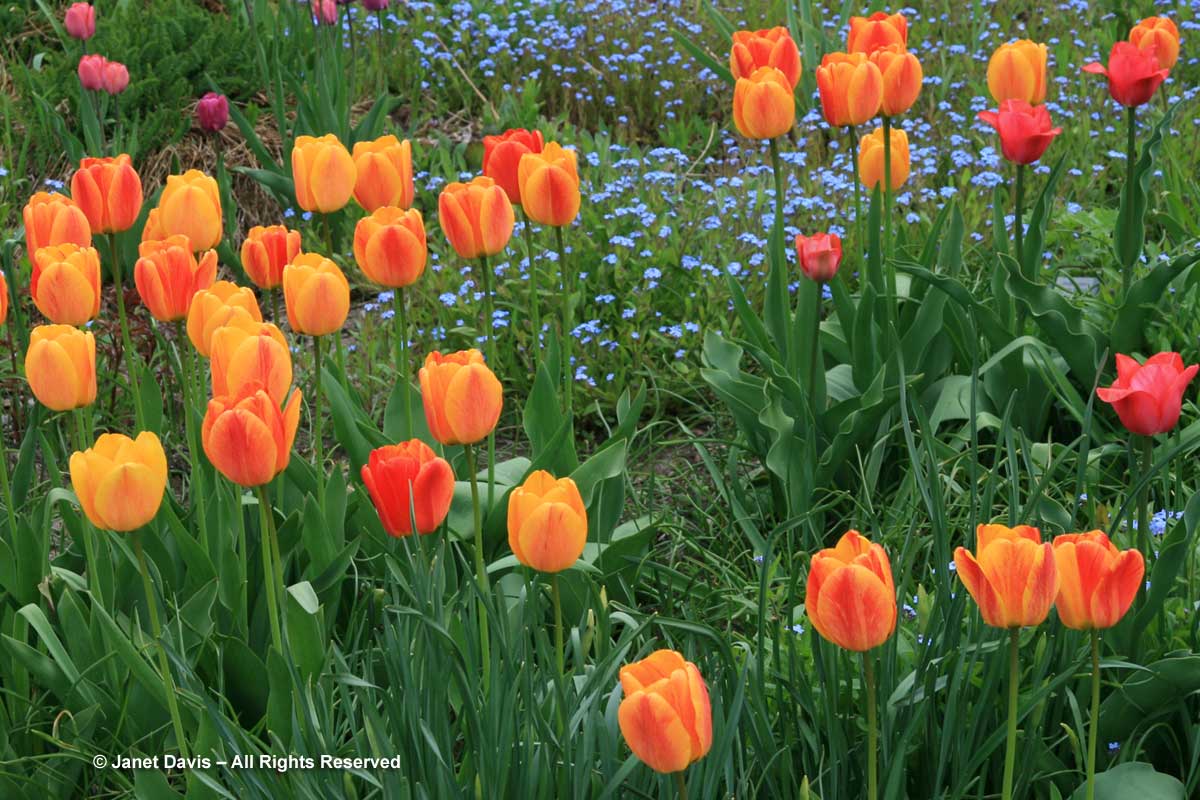 0-x-tulipa-beauty-of-apeldoorn-forget-me-nots