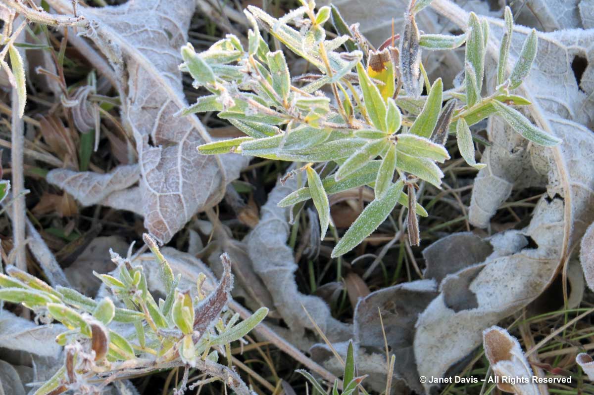 10-frost-on-lupines