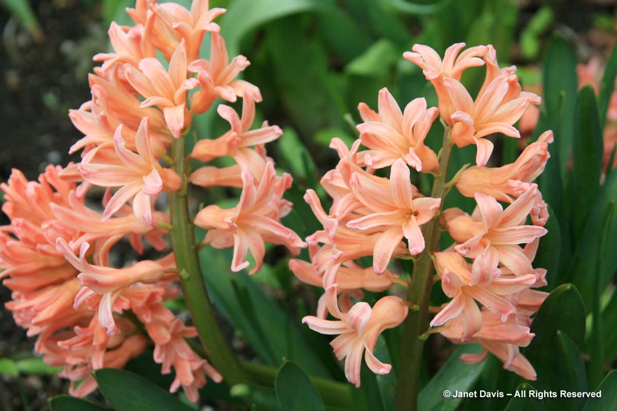 1a-hyacinthus-orientalis-gipsy-queen