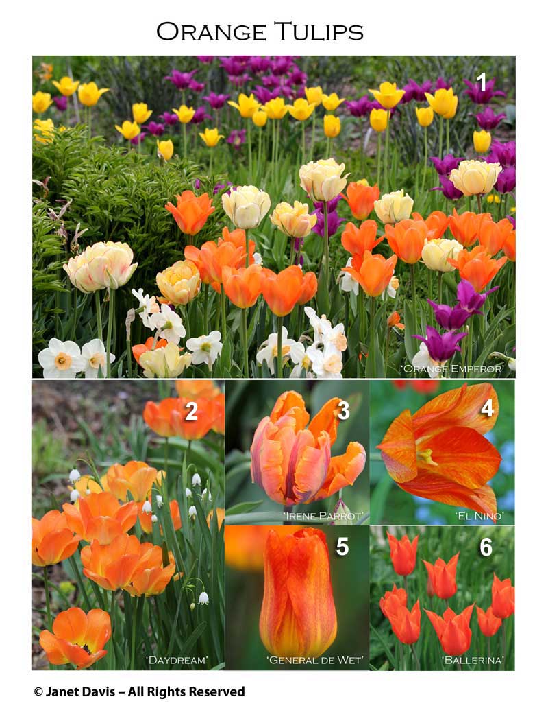 1a-orange-tulips