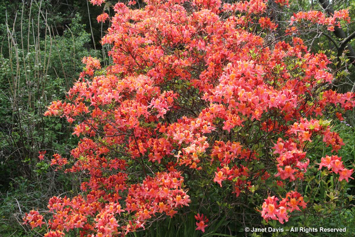 4-rhododendron-spicy-lights