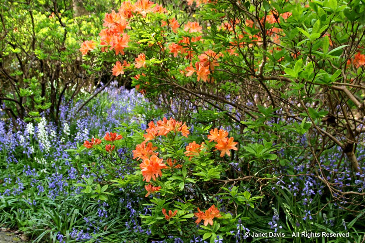 4-rhododendron-molle-endymion-hispanicus-van-dusen-gardens