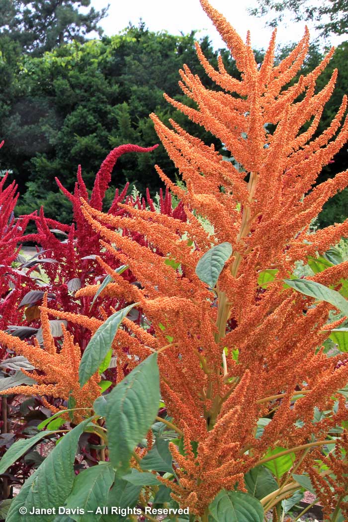 6-amaranthus-hypochondriacus-golden-giant | Janet Davis Explores Colour