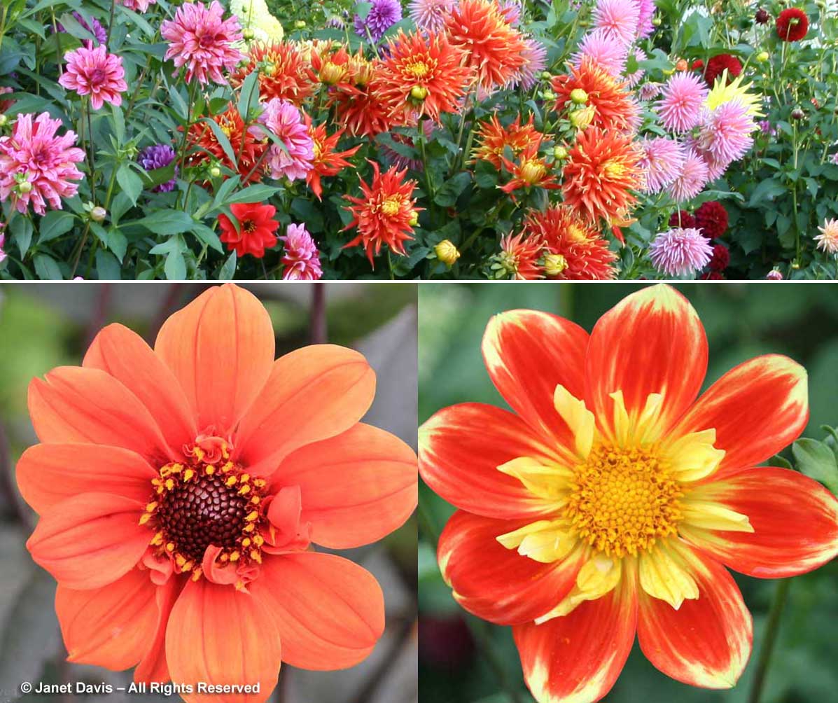 6-dahlia-array-orange-flowers