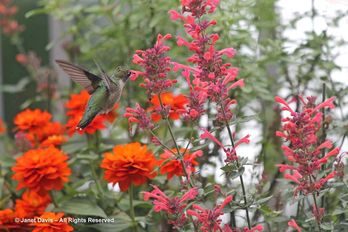 6-hummingbird-on-agastache-kudos-coral