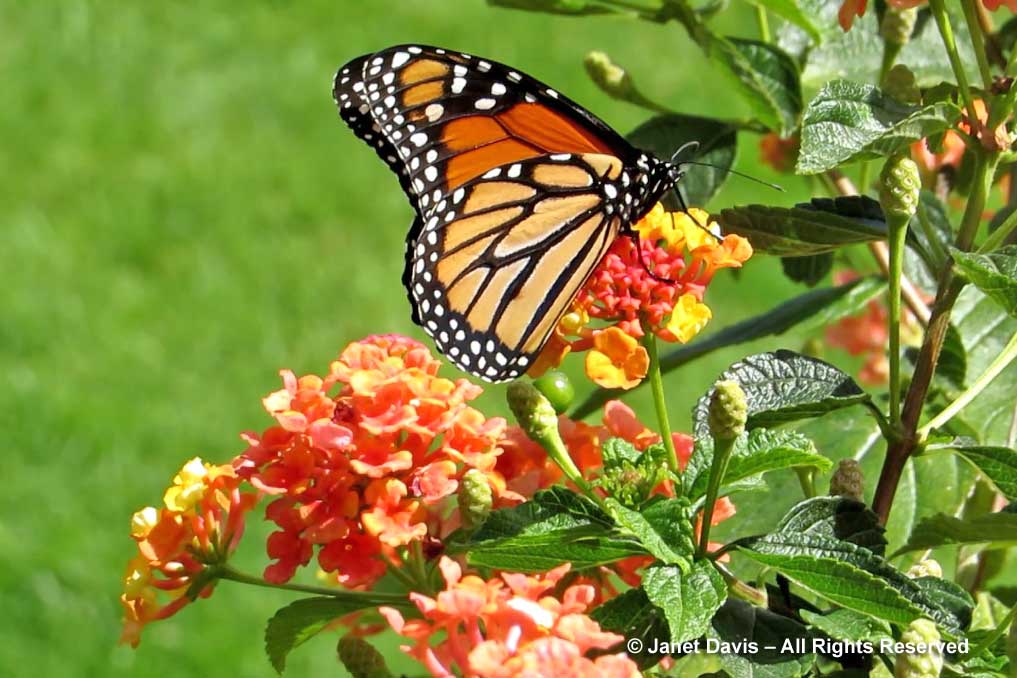 6-lantana-monarch-butterfly