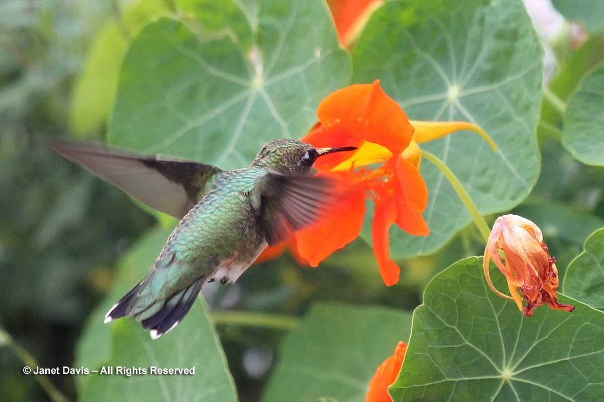 6-tropaeolum-majus-with-hummingbird