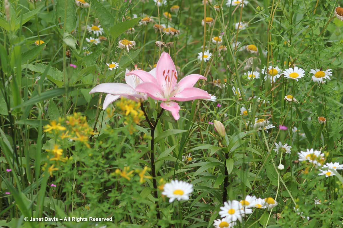 asiatic-lily-in-meadow