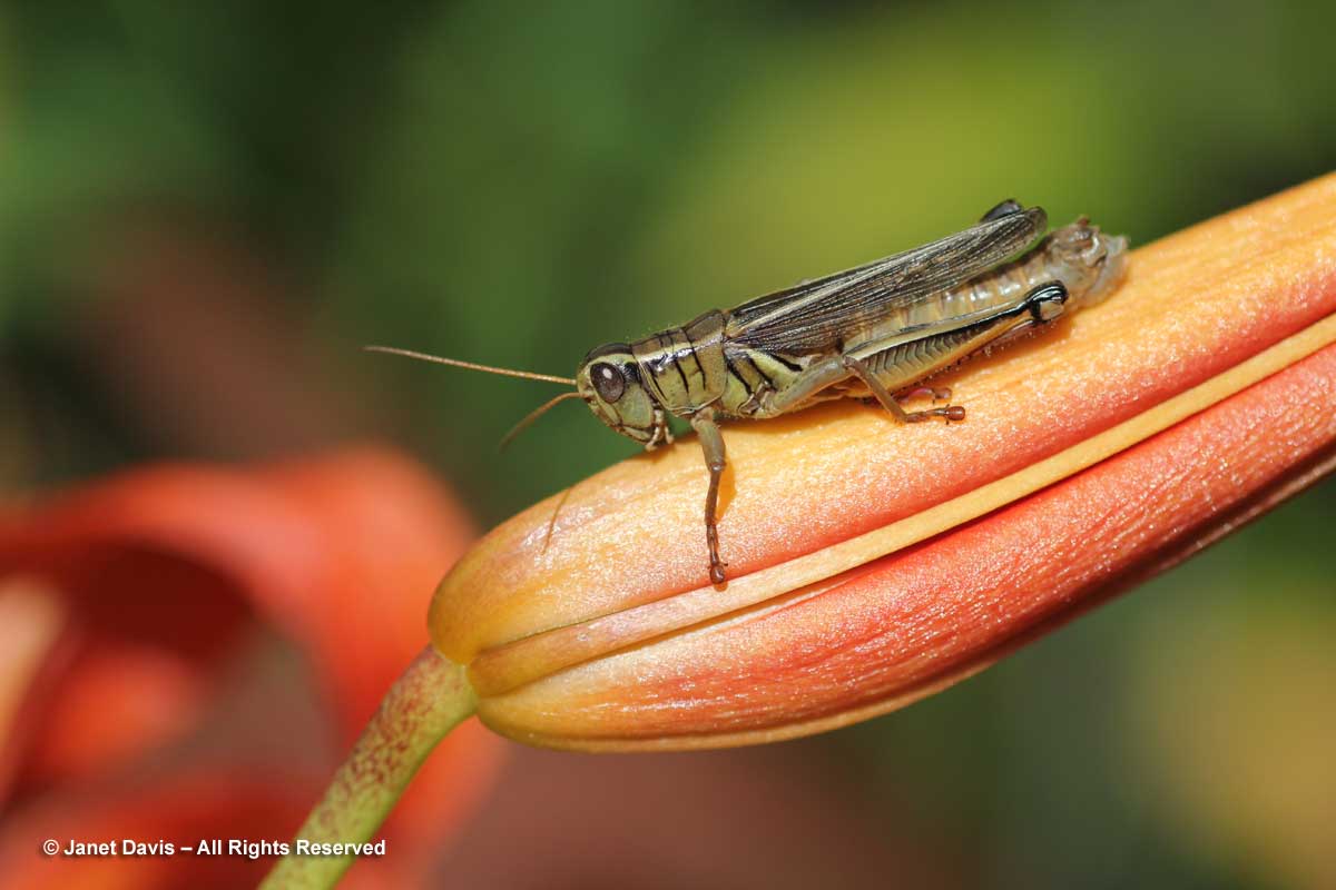 grasshopper-on-lily-bud