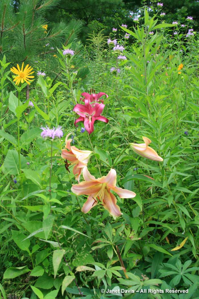 orienpet-lilies-in-meadow