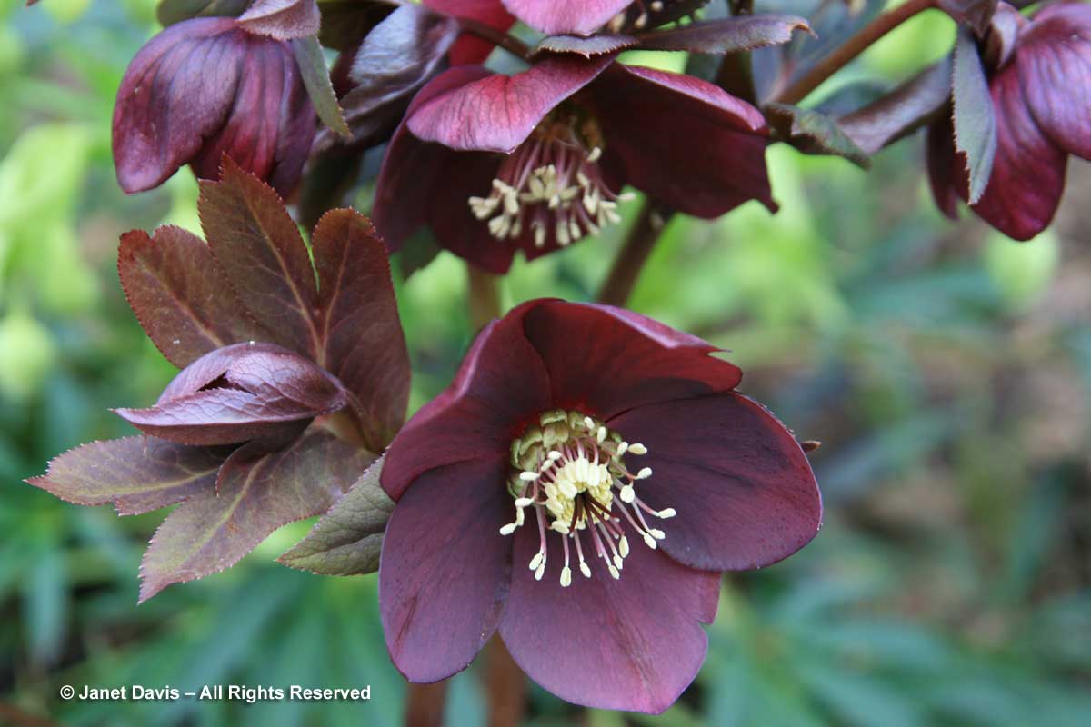 01-helleborus-blue-lady-wine-flowers