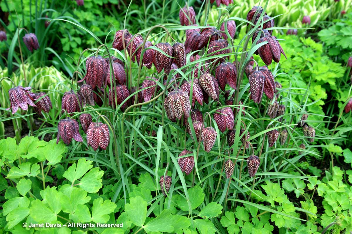 02-fritillaria-meleagris-wine-flowers